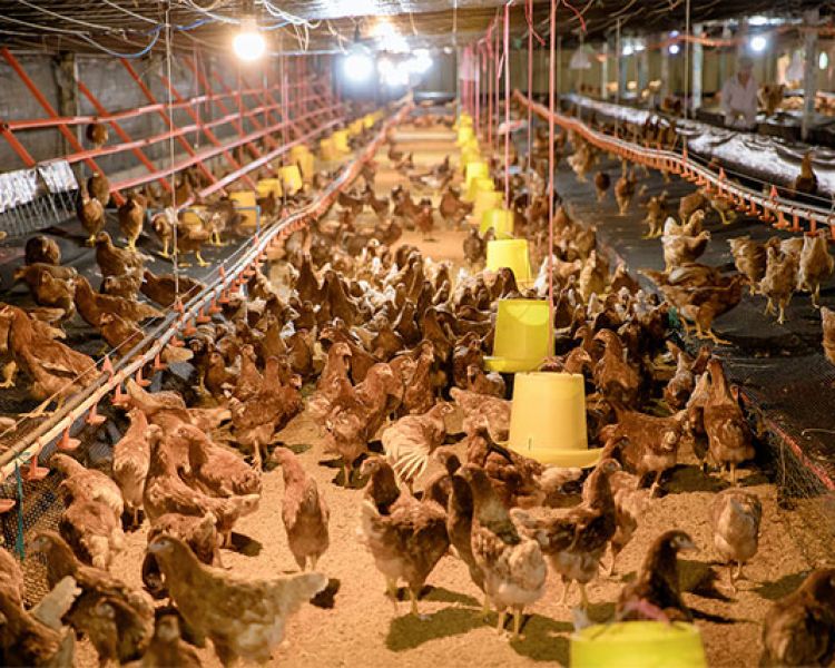 Trại gà Năm Hưởng